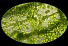 DAGLI SPINACI ALLA MEDICINA OCULARE: trapiantati organelli vegetali per curare l’occhio secco nei topi